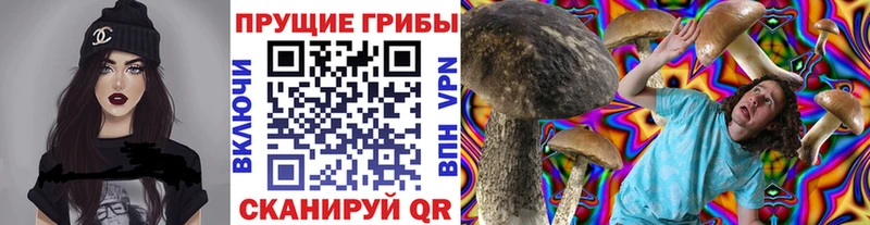 цены   Данков  Псилоцибиновые грибы Cubensis 